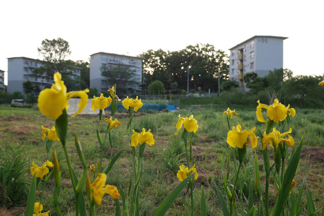 P1030053_01.JPG