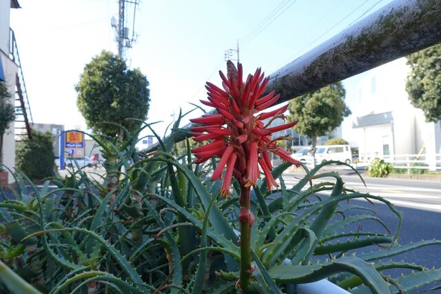 DSC02698.jpg
