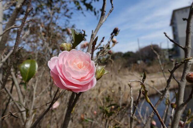 DSC02852.jpg