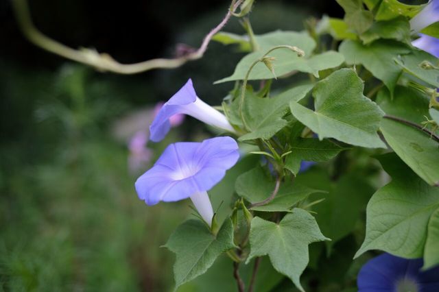 DSC31110.jpg