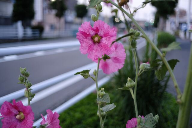 DSC33253.jpg