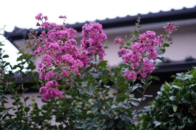 DSCF0533.jpg