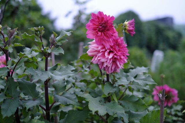 DSCF0535.jpg