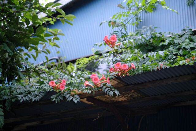 DSCF0538.jpg