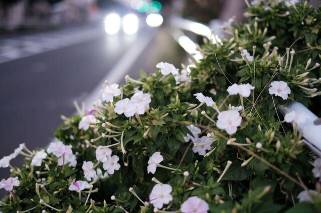 DSCF1287.jpg